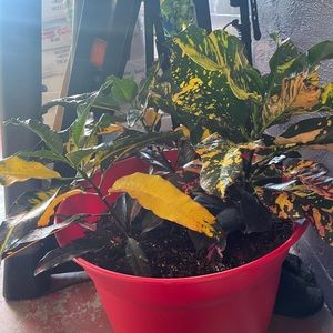 Meet your Posher, Luis